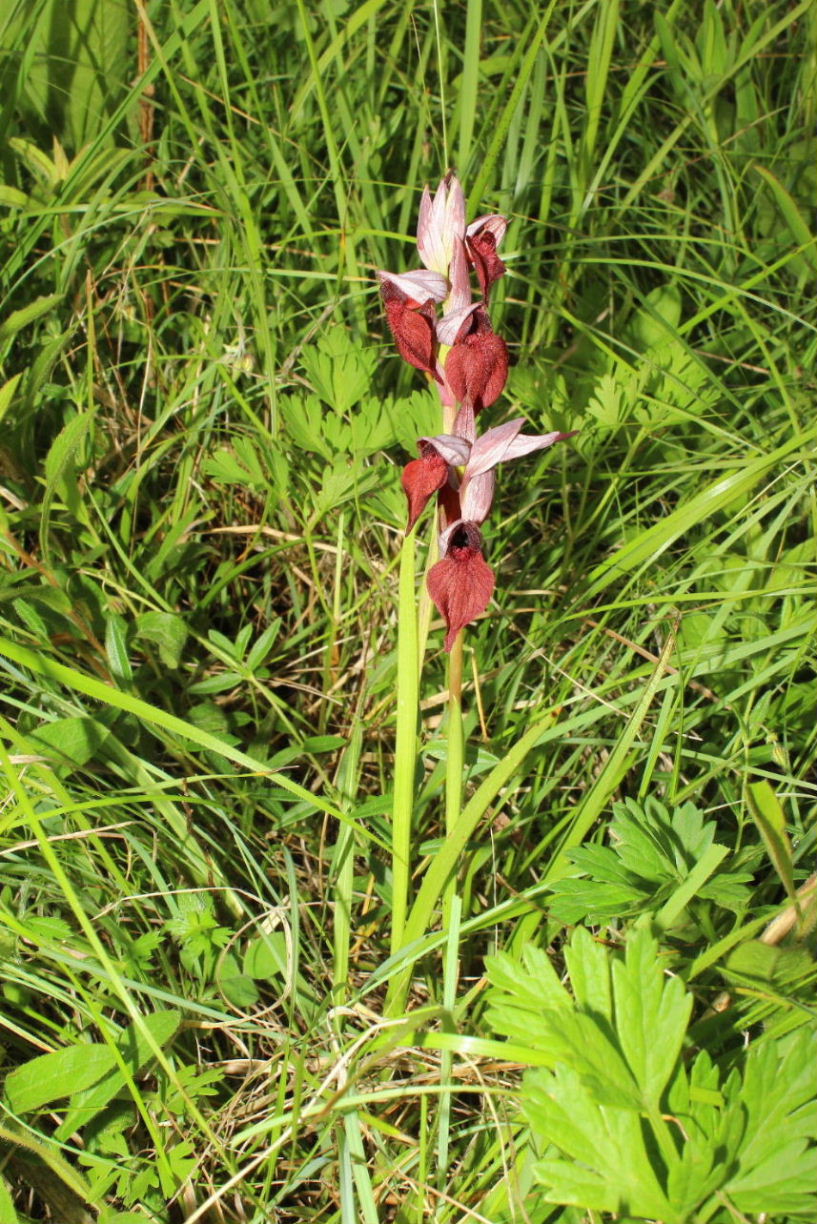 Serapias cordigera L.